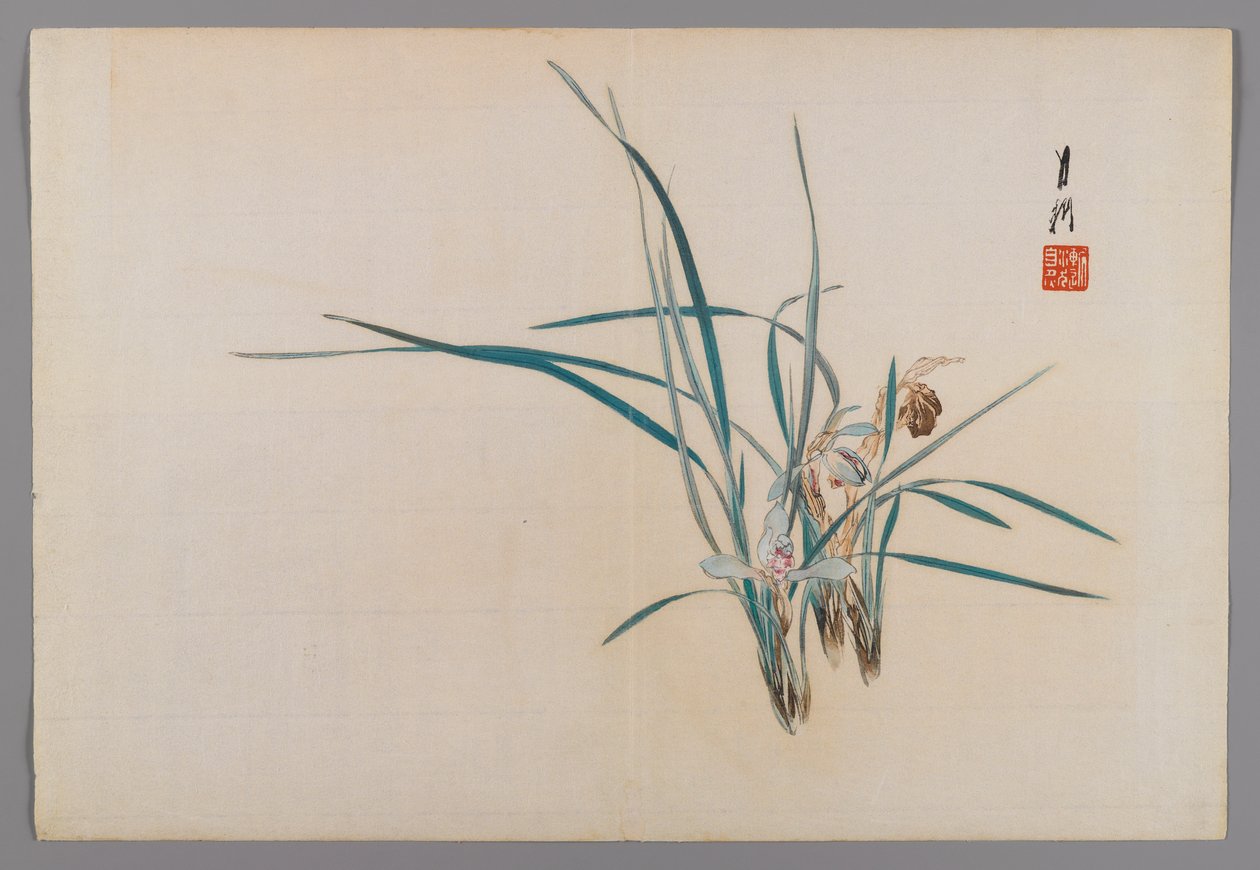 Orkidéer, albumsida från en bok om fågel och blommor (Kacho), ca 1890-1900 (träblocksfärgtryck med silverpigment) av Ogata Gekko