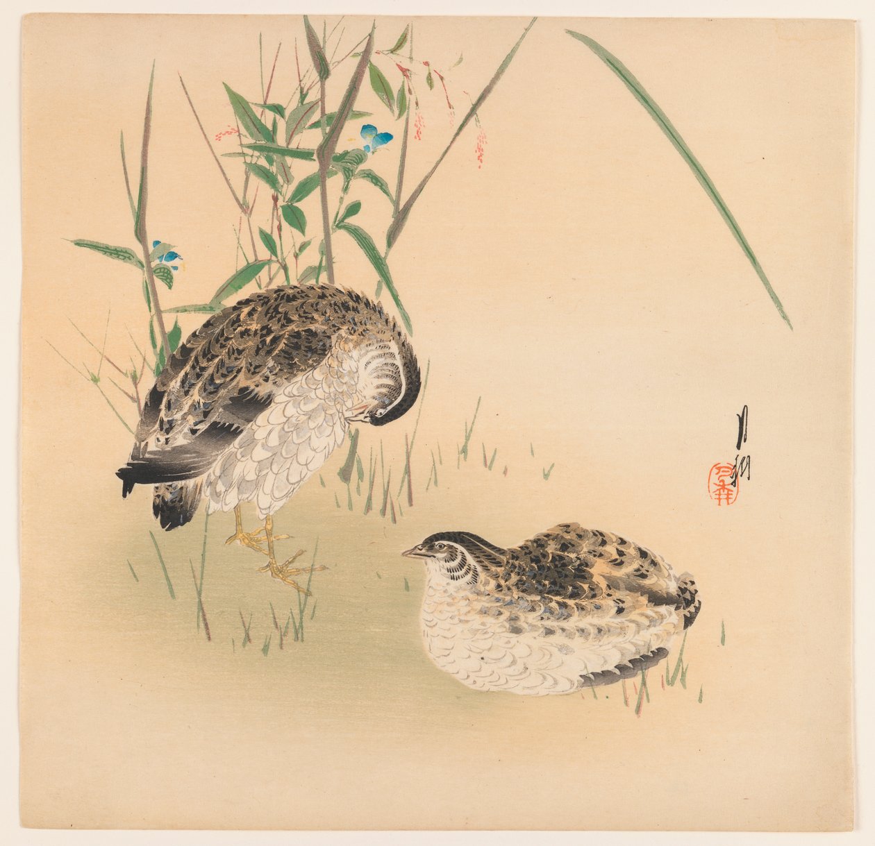 Two Quail, ca 1890-1910 (träblock i färg) av Ogata Gekko