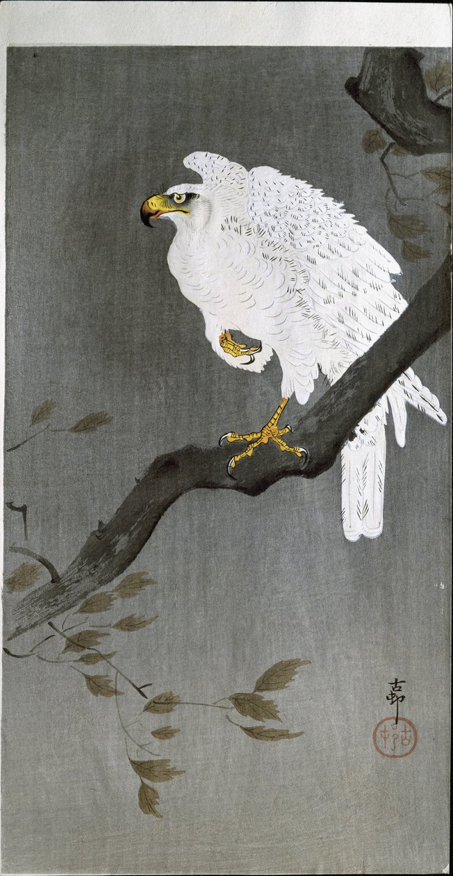 Falk på en gren, 1907 av Ohara Koson