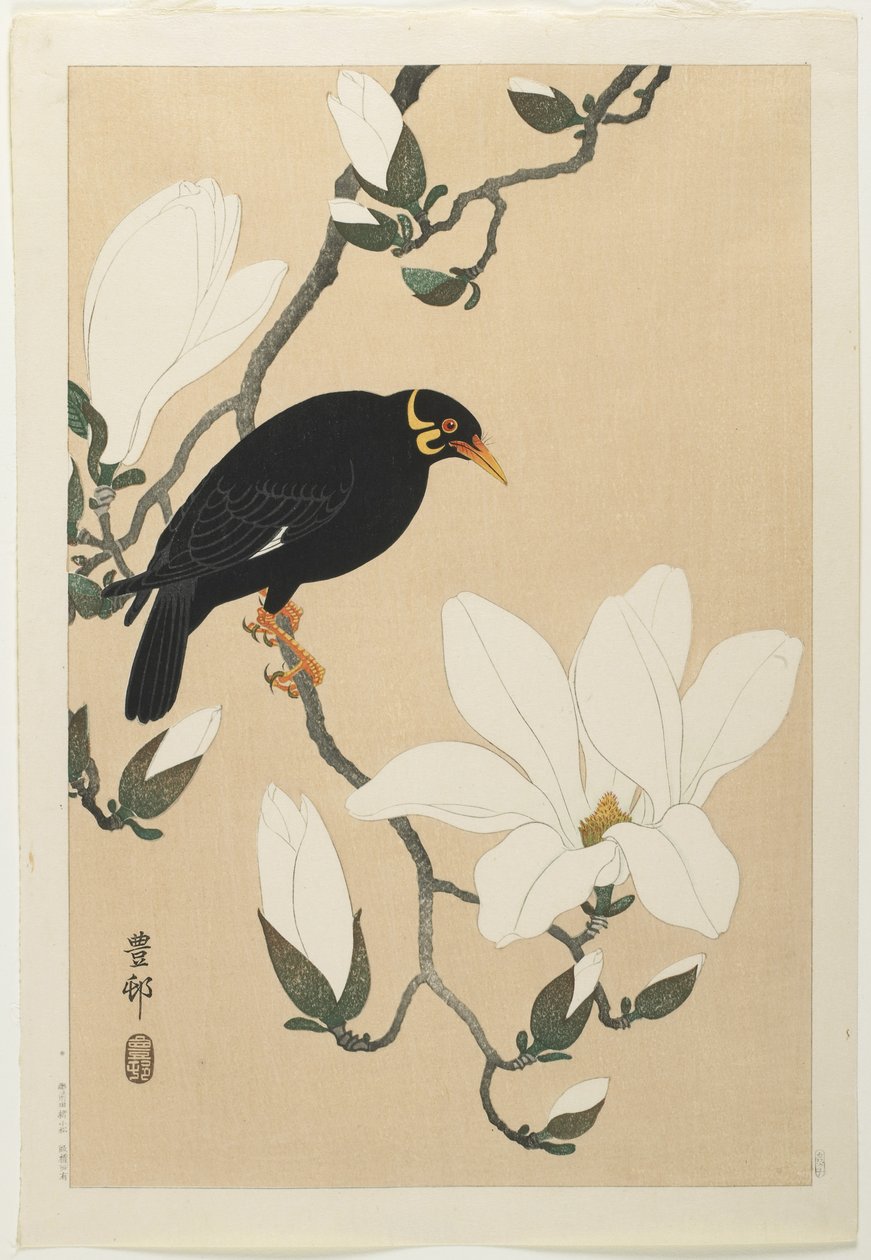 Hill Myna on a Magnolia Branch, mitten av 1900-talet av Ohara Koson