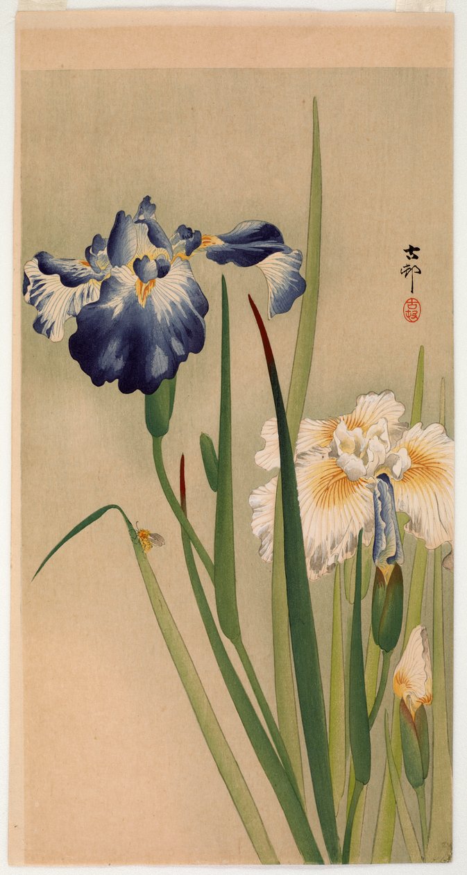 Liten insekt på blommande iris (trätryck i färg) av Ohara Koson
