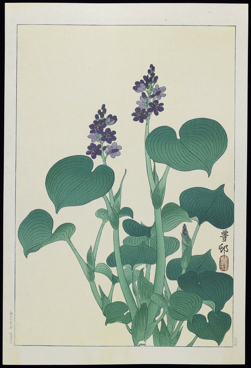 Water Hollyhock, 1930-tal av Ohara Koson