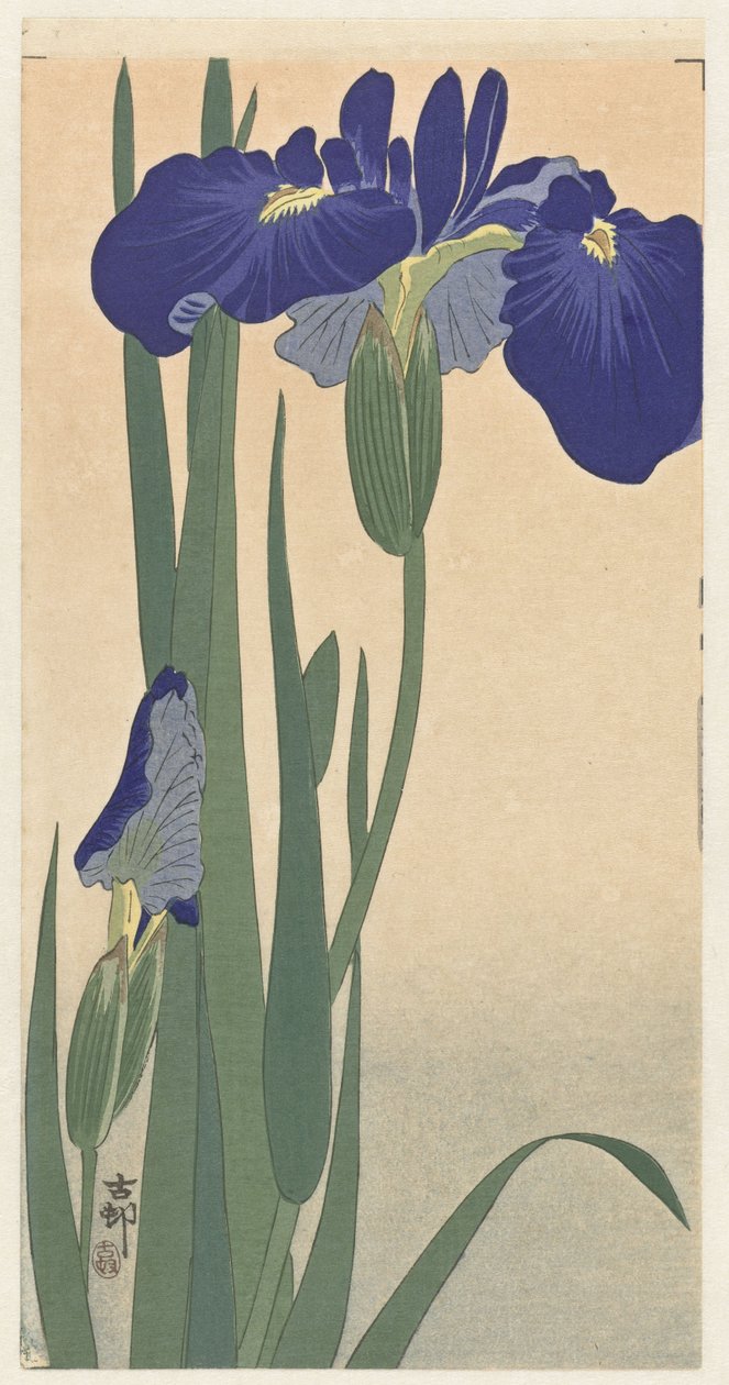 Blå iris, 1900-30 (träblockstryck) av Ohara Koson
