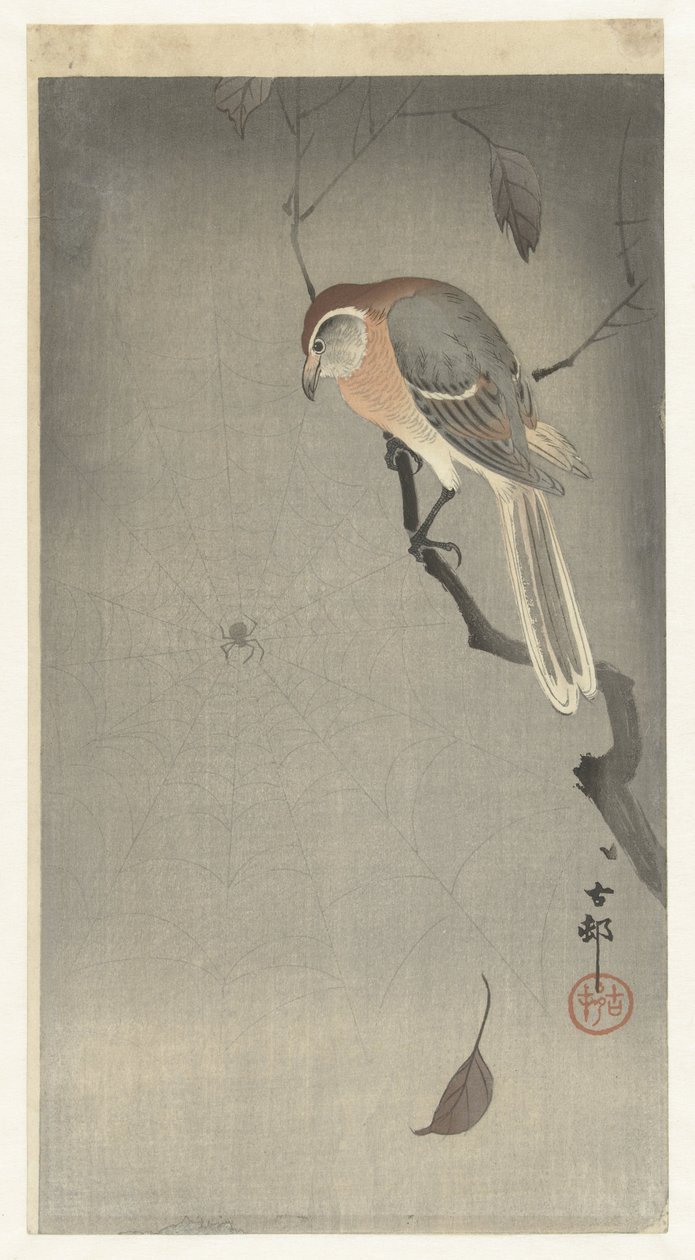Buffalo head shrike och spindel av Ohara Koson