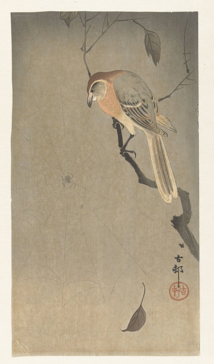 Buffalo head shrike och spindel av Ohara Koson
