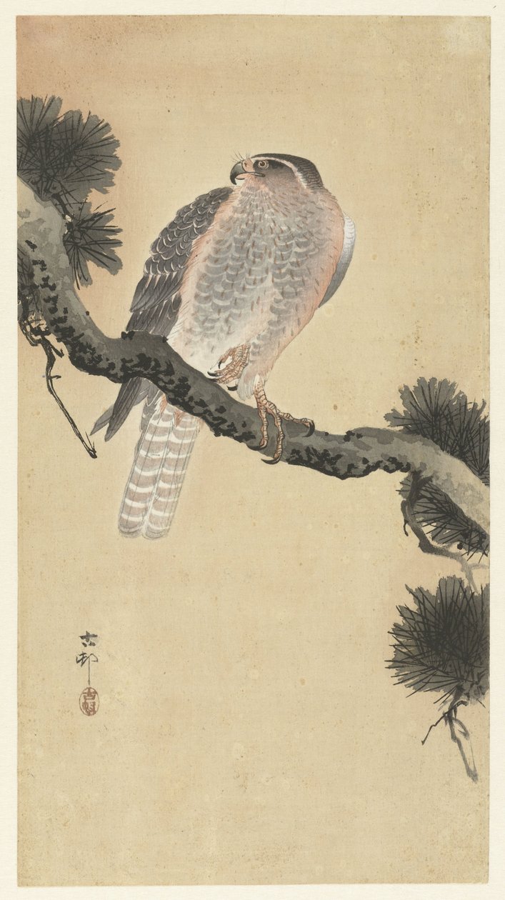 Hök på tallgren av Ohara Koson
