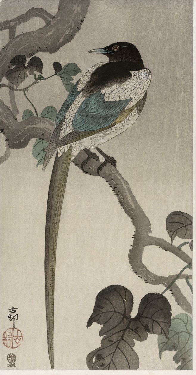 Skata på en Pauwolna-gren (träblock i färg) av Ohara Koson