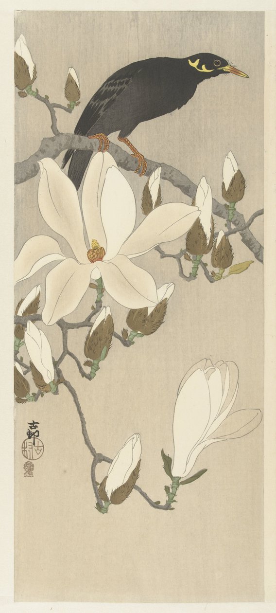 Myna på Magnolia Branch av Ohara Koson