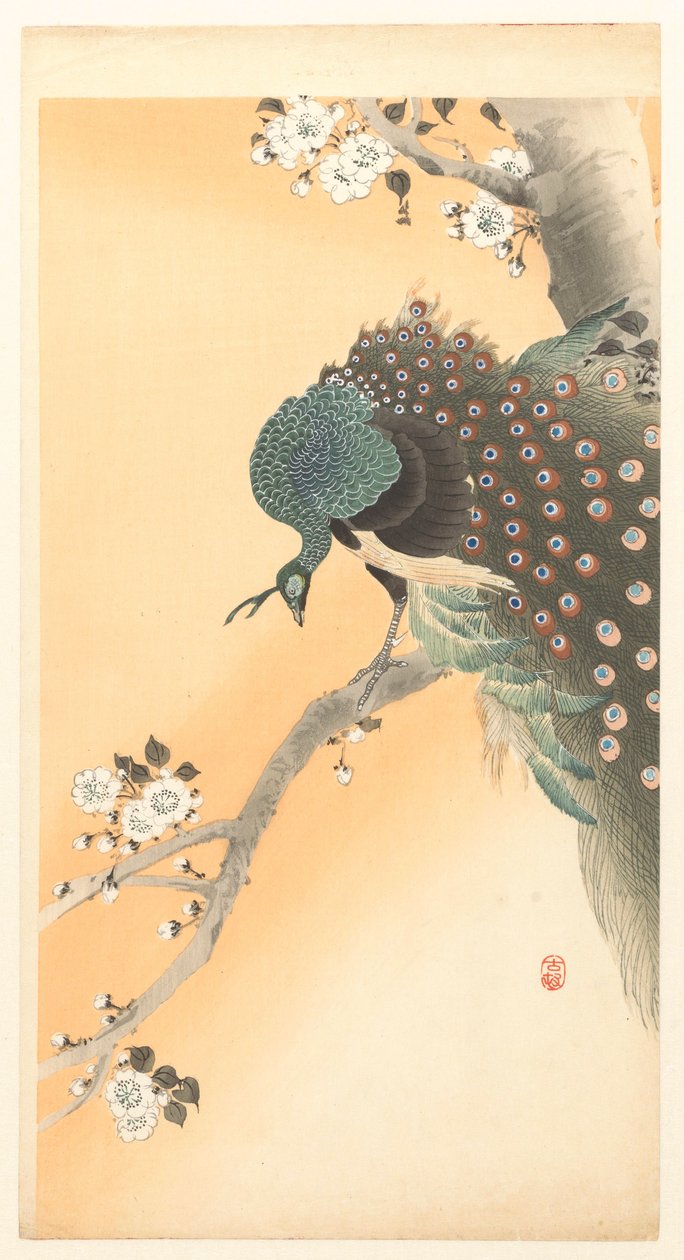 Påfågel i ett körsbärsträd av Ohara Koson