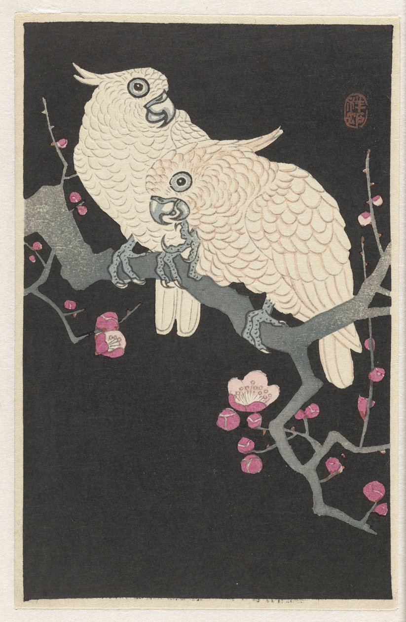Två kakaduor och plommonblommor av Ohara Koson