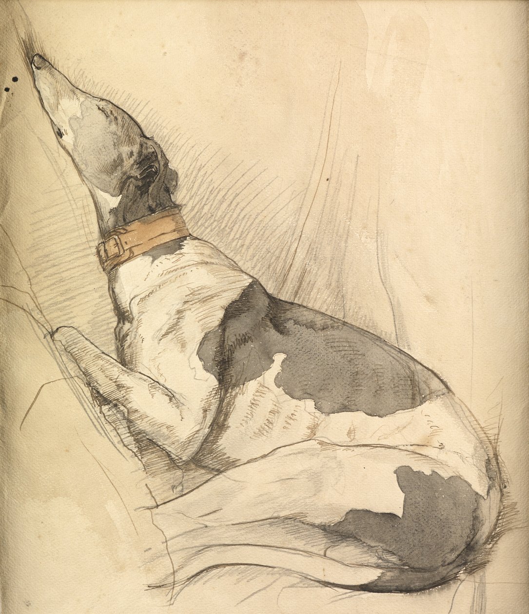 Sleeping Greyhound (penna, penna, bläck & tvätt på papper) av Olive Branson