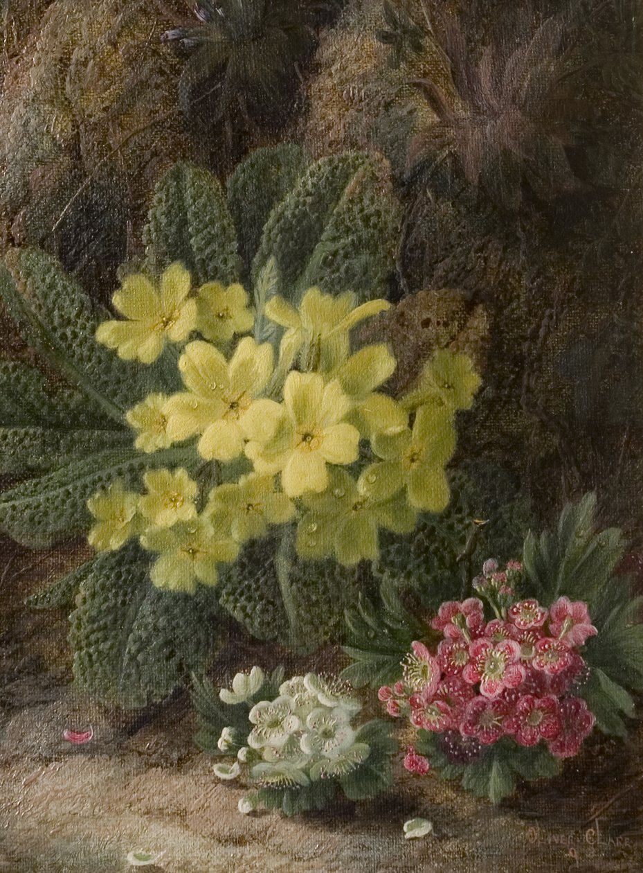 Primrosor, 1893 av Oliver Clare