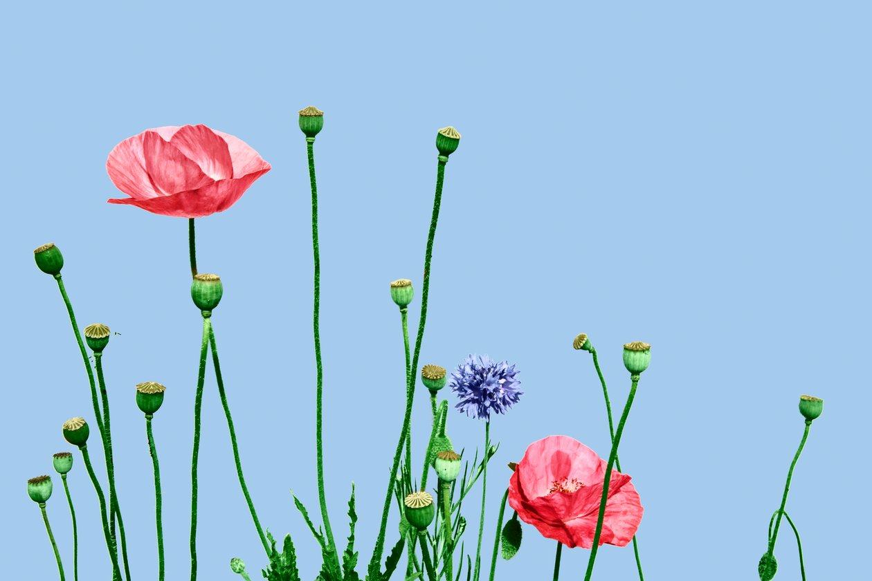 Papaveri rosa, 2019 (digital blandteknik) av Olivia Gozzano