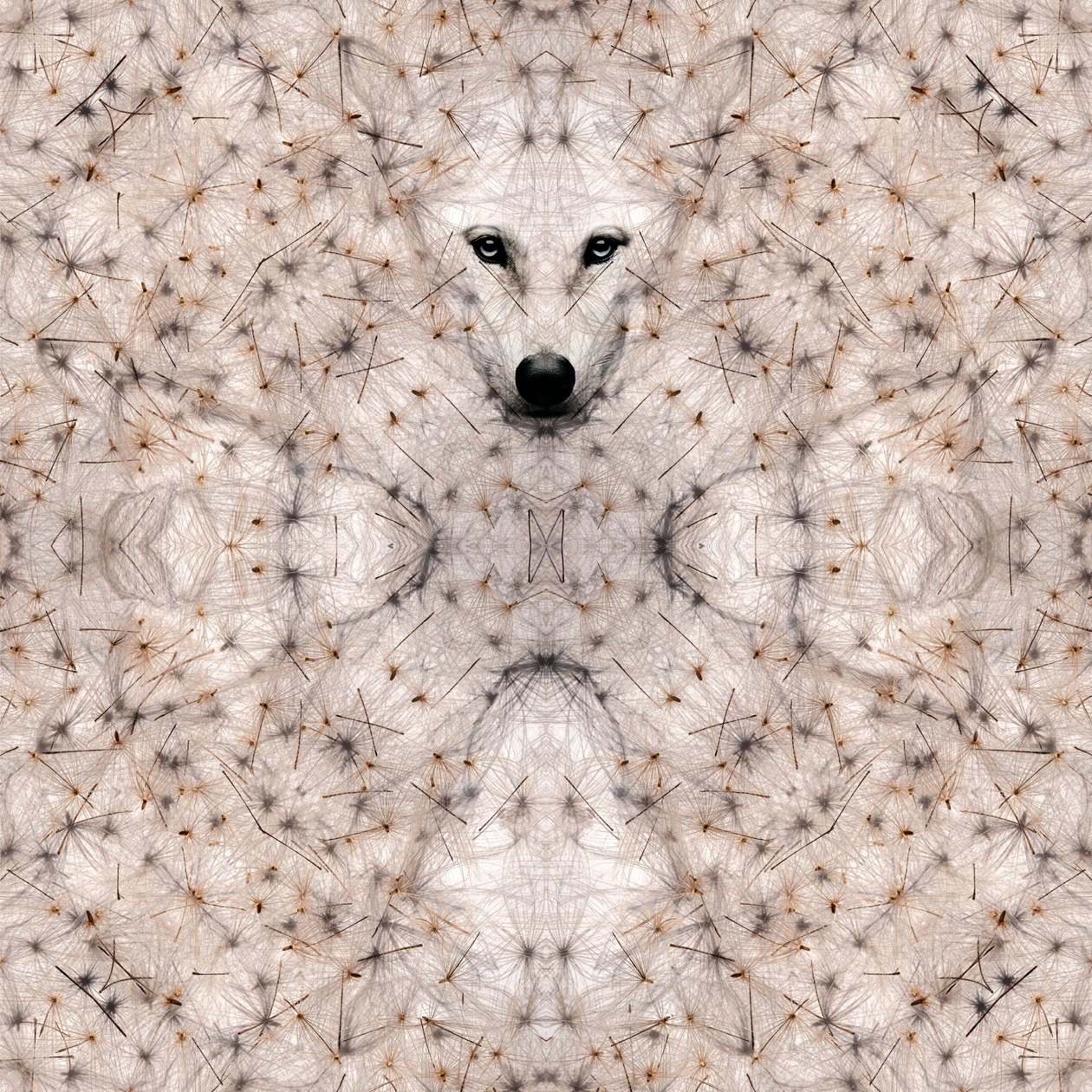 Semi lupus, 2023 (digital blandteknik) av Olivia Gozzano