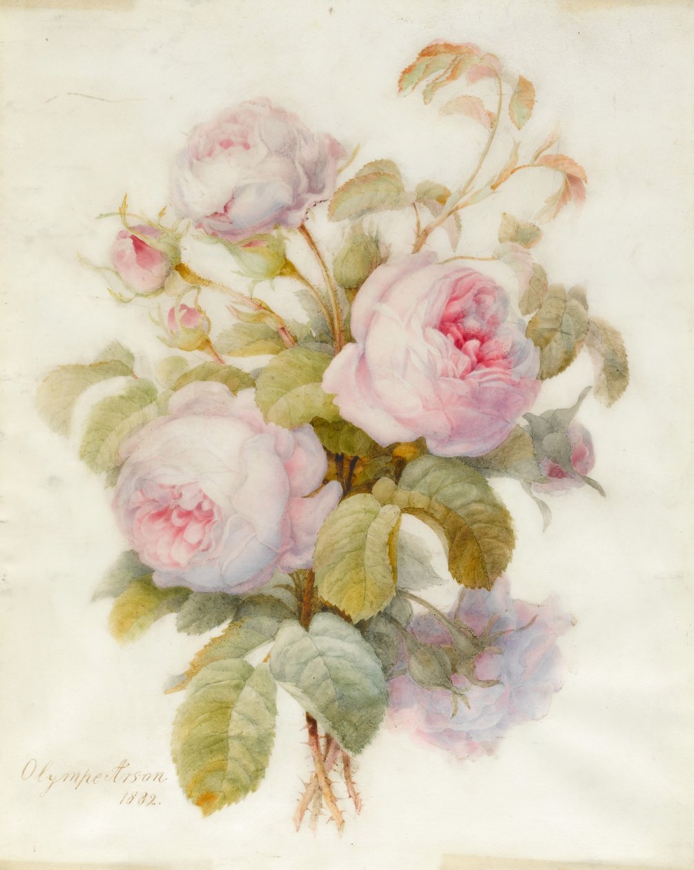 Bunch of Centifolio Roses, 1832 (wc över grafitkontur på veläng) av Olympe Arson