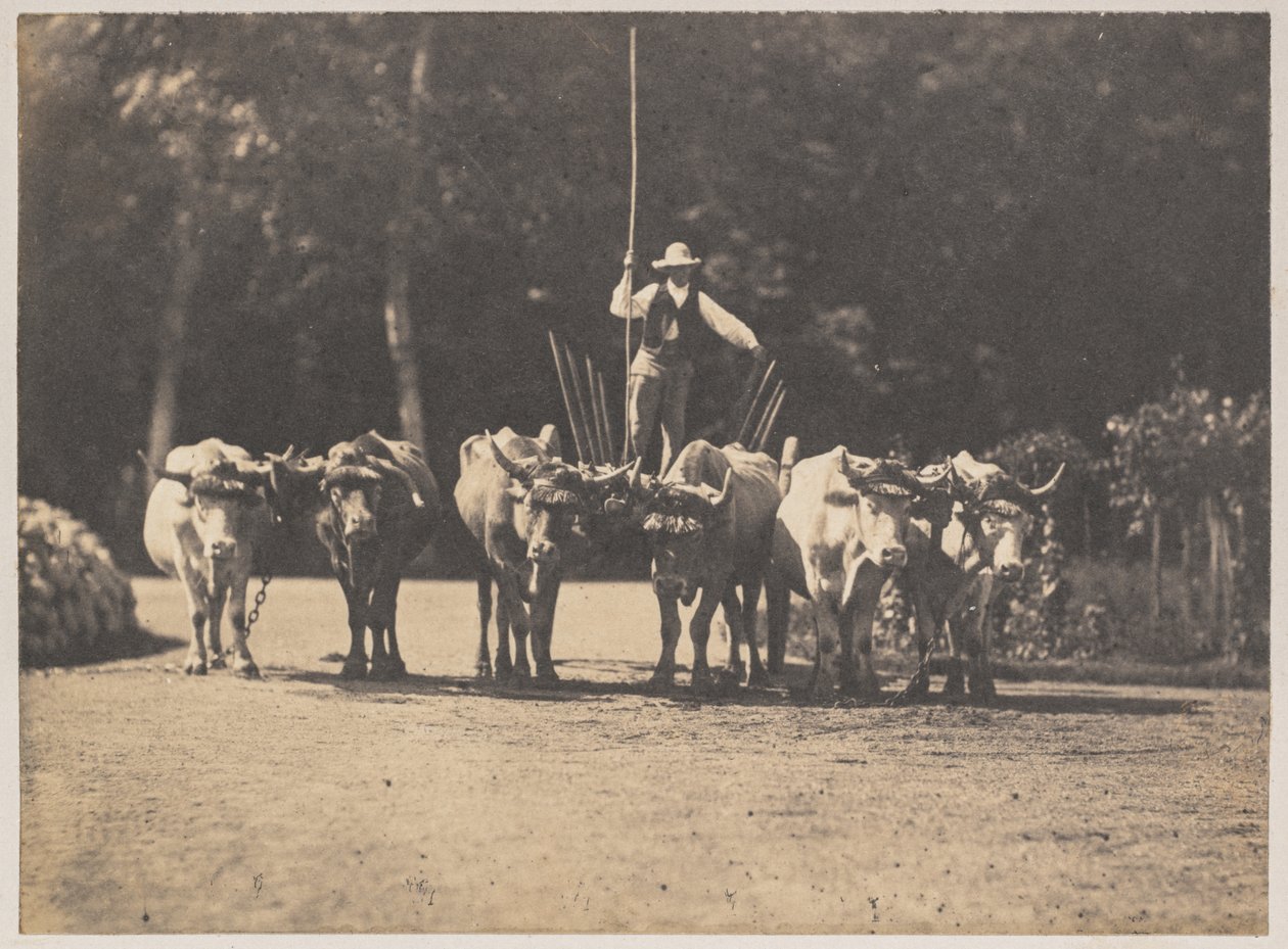 Sex Oxen Team med sin förare av Olympe Aguado