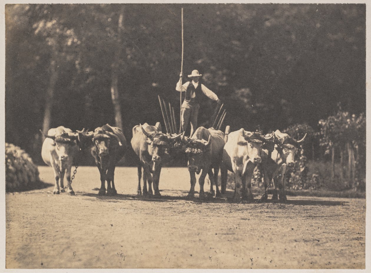 Sex Oxen Team med deras förare, ca. 1853. av Olympe Aguado