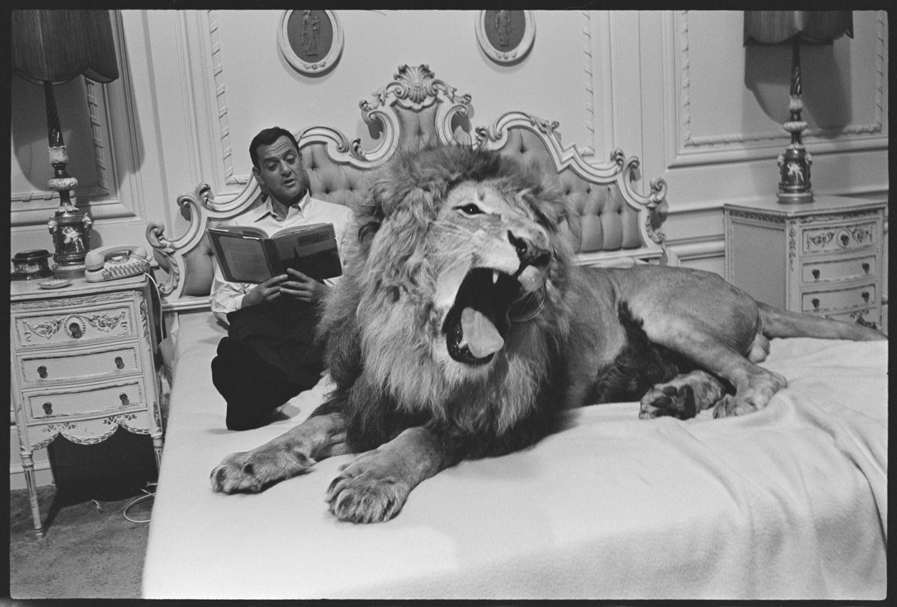 Tony Randall med lejon (Zamba), på uppsättningen av "Fluffy" av Orlando Suero