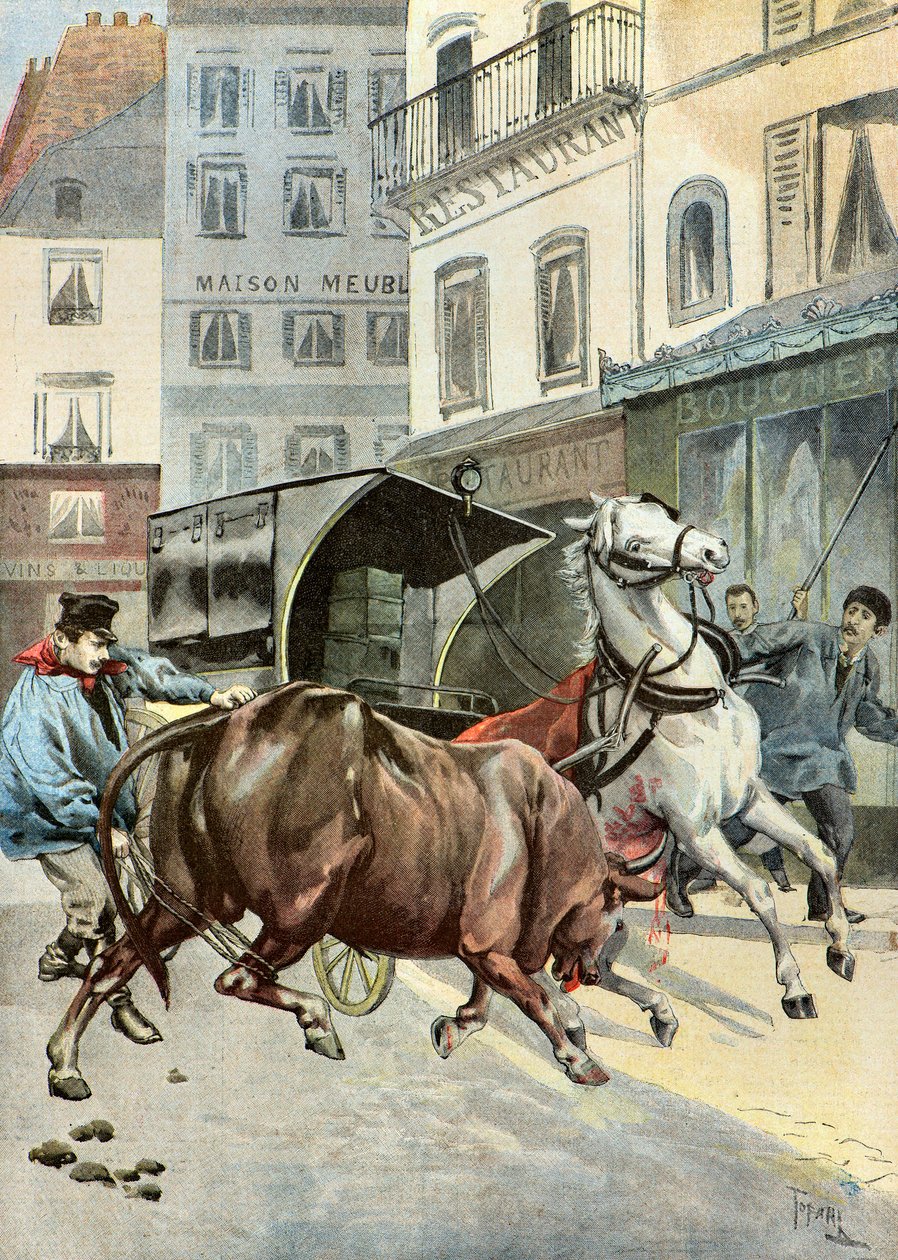 en tjur rymmer från sin väktare,1895 (Illustration) av Oswaldo Tofani
