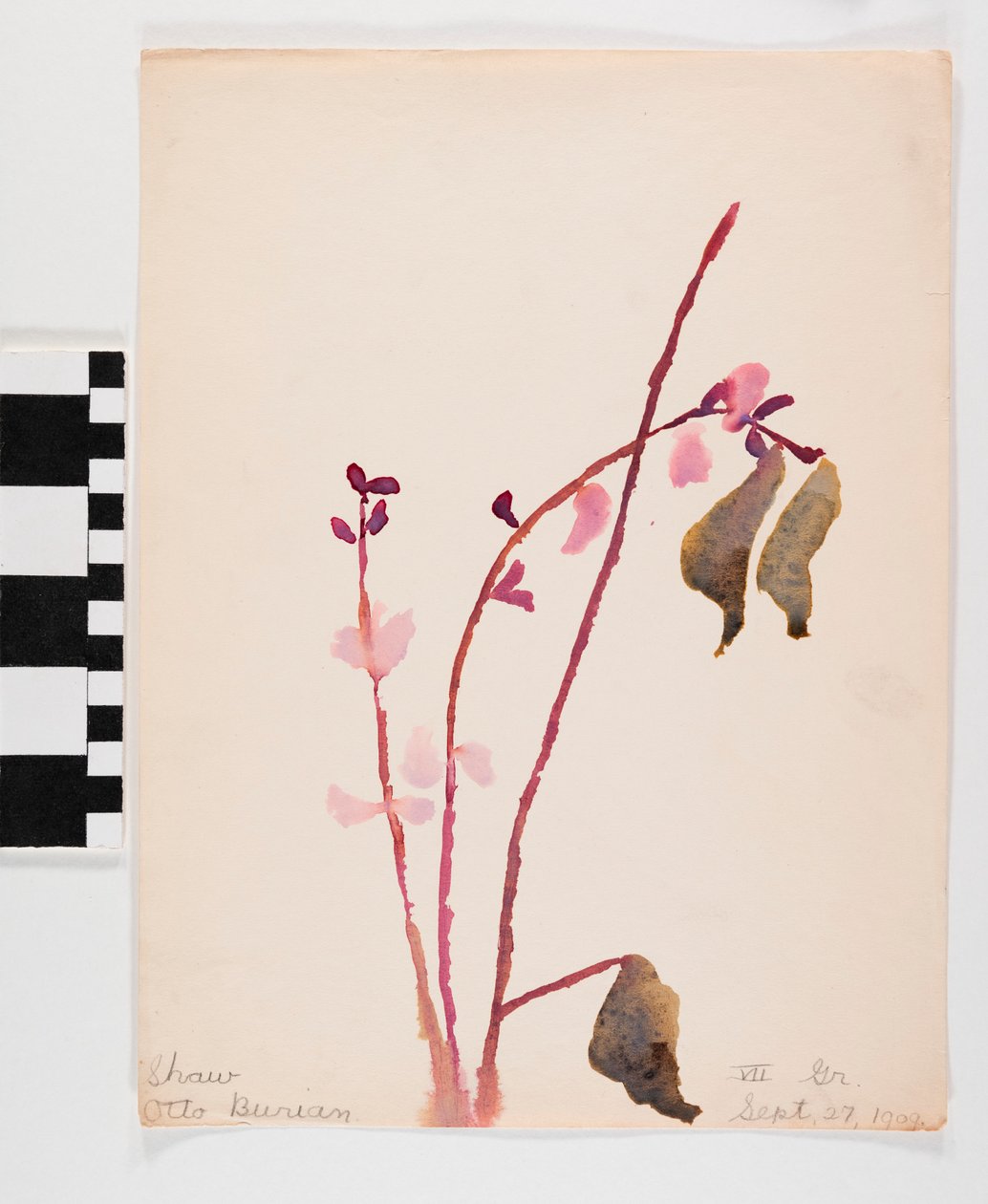 Watercolor on paper of pinkish flowers with brown stems av Otto Burian