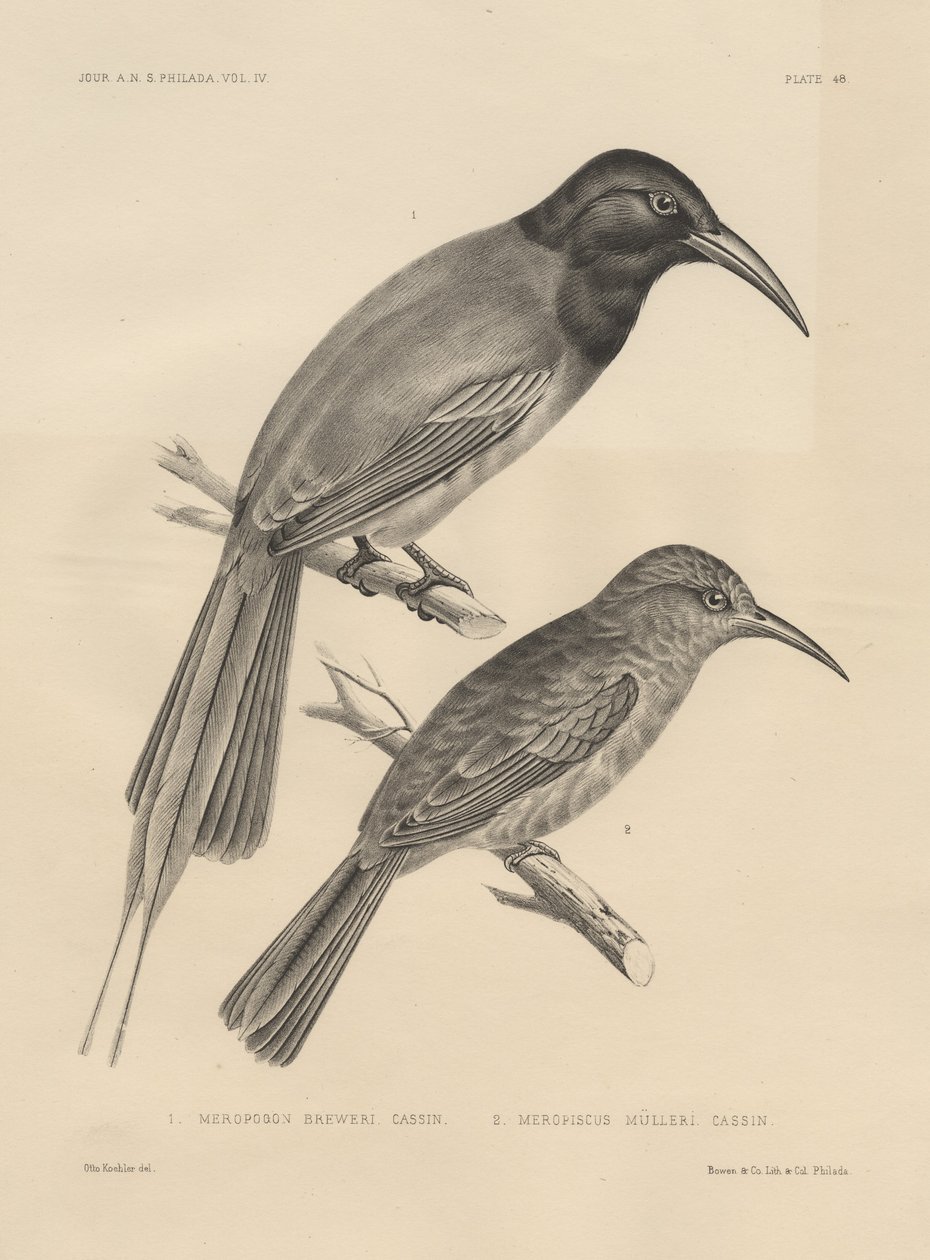 1. Meropogan Breweri och 2. Meropiscus Mulleri, litho av J.T. Bowen, 1850 litho av Otto Koehler