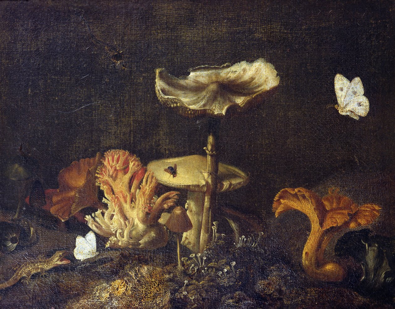 Stilleben med svamp och fjärilar av Otto Marseus  van Schrieck