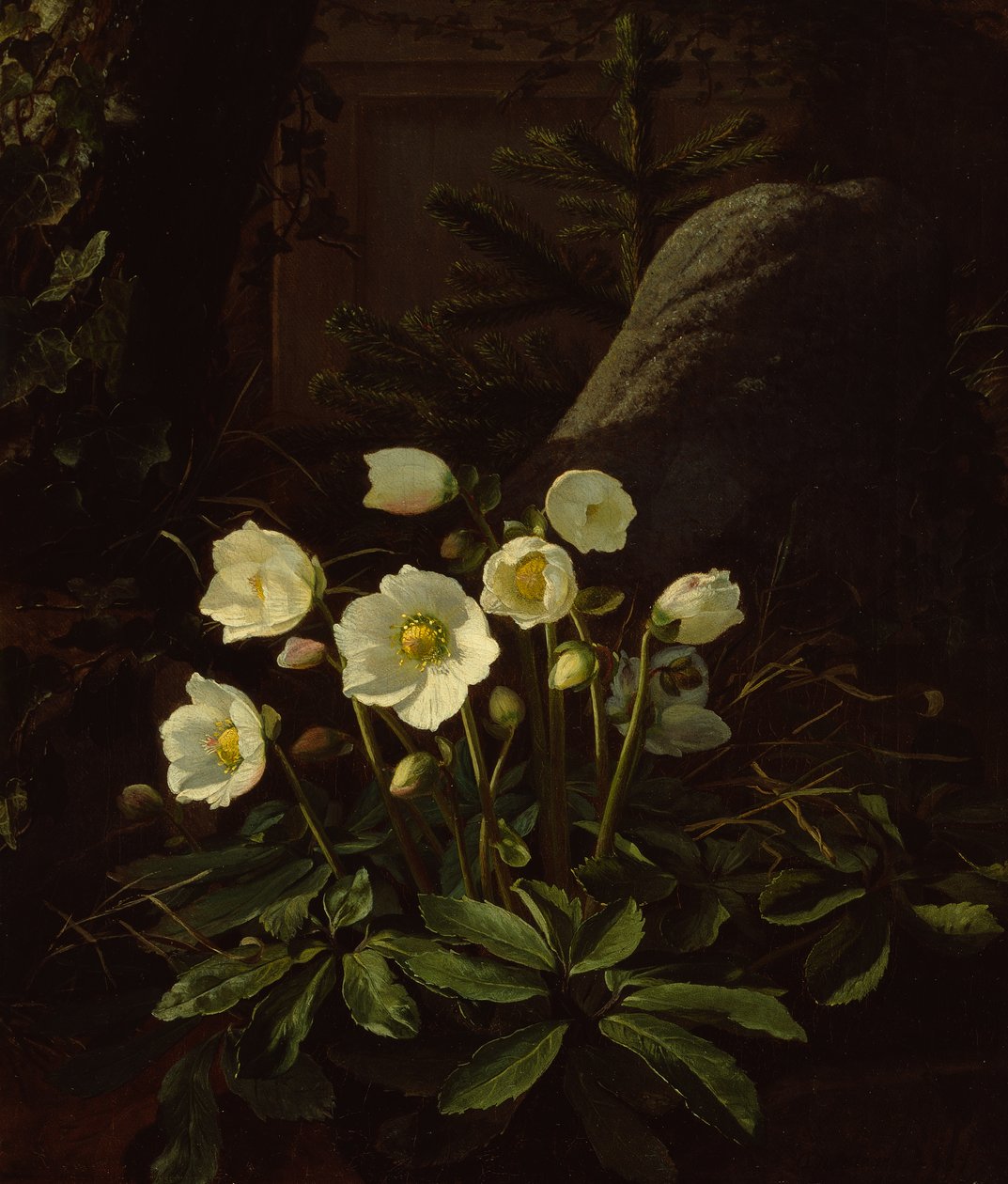 Hellebores in a Rockery (olja på duk) av Otto Didrik Ottesen