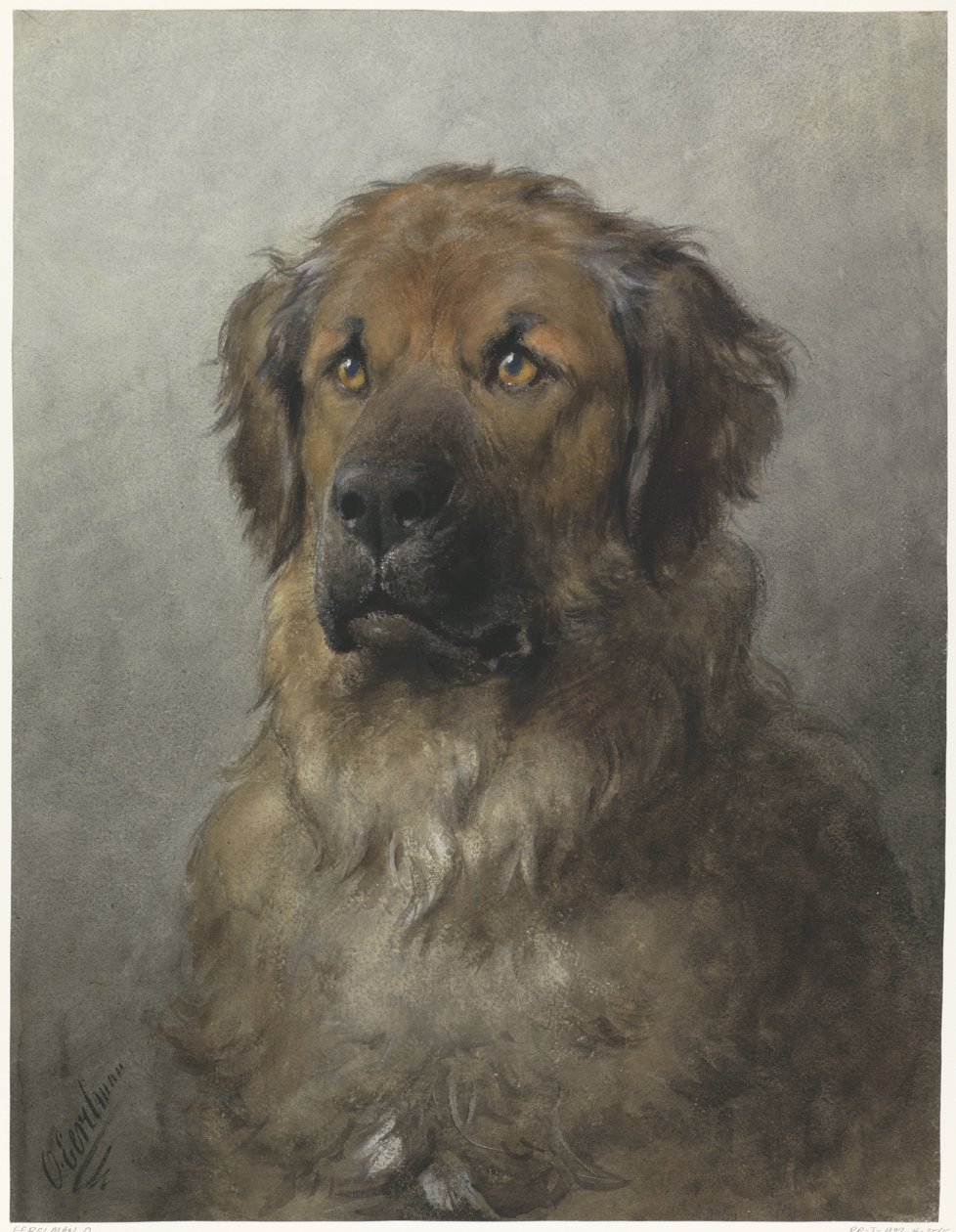 Chef för en Leonberger Chef för en Leonberger, framifrån av Otto Eerelman