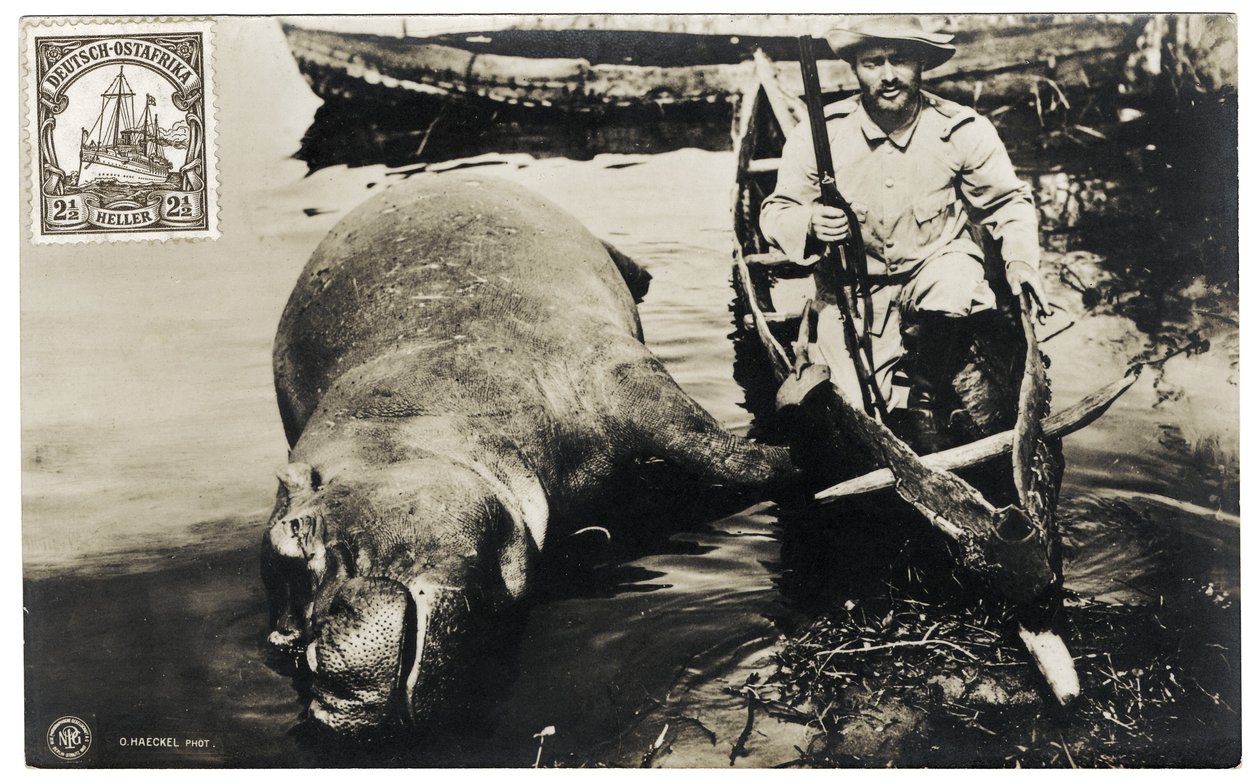 Tysk jägare med flodhäst, Tyska Östafrika, c.1910 av Otto Haeckel