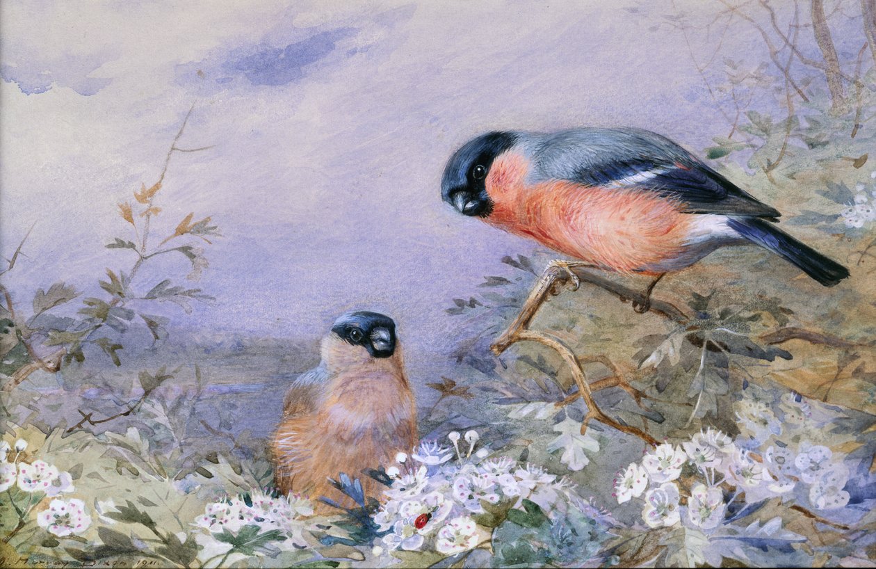 Ett par domherrar Amongst the Blossom av Otto Murray Dixon