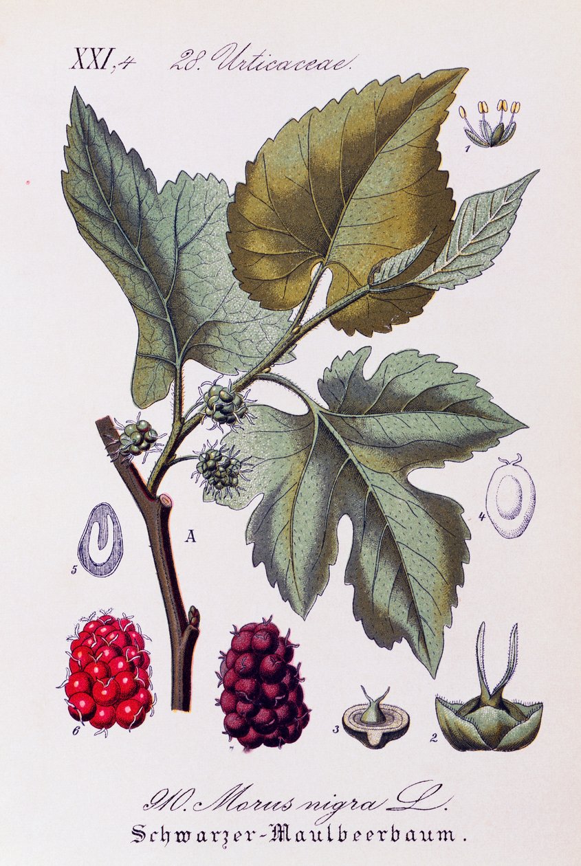 Blad och frukter av svart mullbär (Morus nigra), konstverk av Otto Wilhelm Thome (1840-1925) från Flora von Deutschland, Osterreich und der Schweiz (Flora i Tyskland, Österrike och Schweiz) av Otto Wilhelm Thome