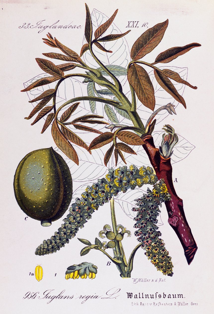 Blad, frukter och blommor av persisk valnöt eller engelsk valnöt (Juglans regia), konstverk av Otto Wilhelm Thome (1840-1925) från Flora von Deutschland, Osterreich und der Schweiz (Flora i Tyskland, Österrike och Schweiz) av Otto Wilhelm Thome