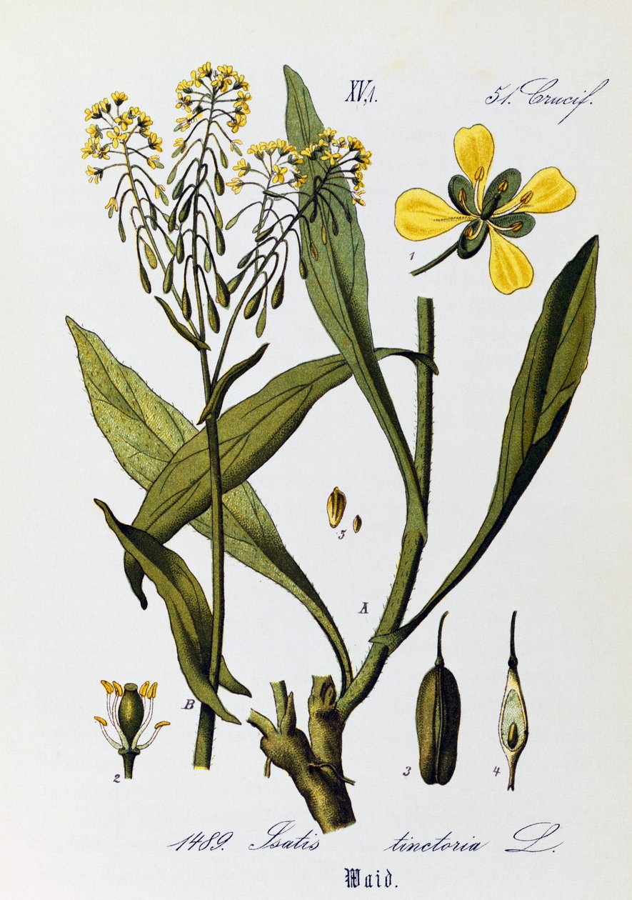 Blad, frukter och blommor av Woad eller Glastum (Isatis tinctoria), konstverk av Otto Wilhelm Thome (1840-1925) från Flora von Deutschland, Osterreich und der Schweiz (Flora i Tyskland, Österrike och Schweiz) av Otto Wilhelm Thome