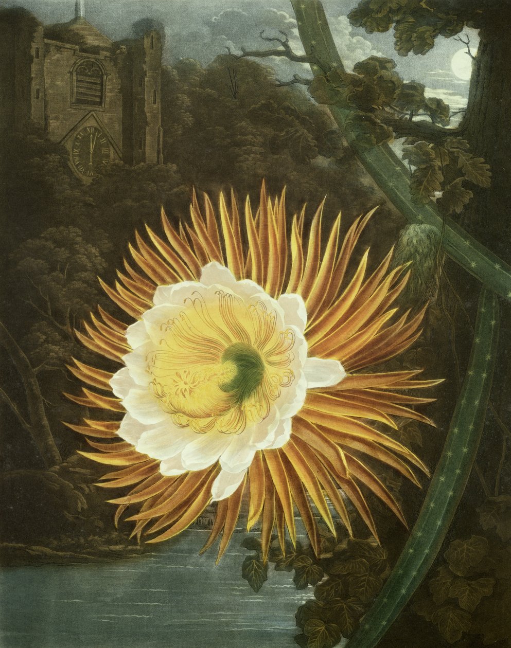 The Night Blowing Cereus eller nattblommande kaktus, graverad av Dunkarton, från "The Temple of Flora" av Robert Thornton, pub. 1800 av P. and Pether, A. Reinagle