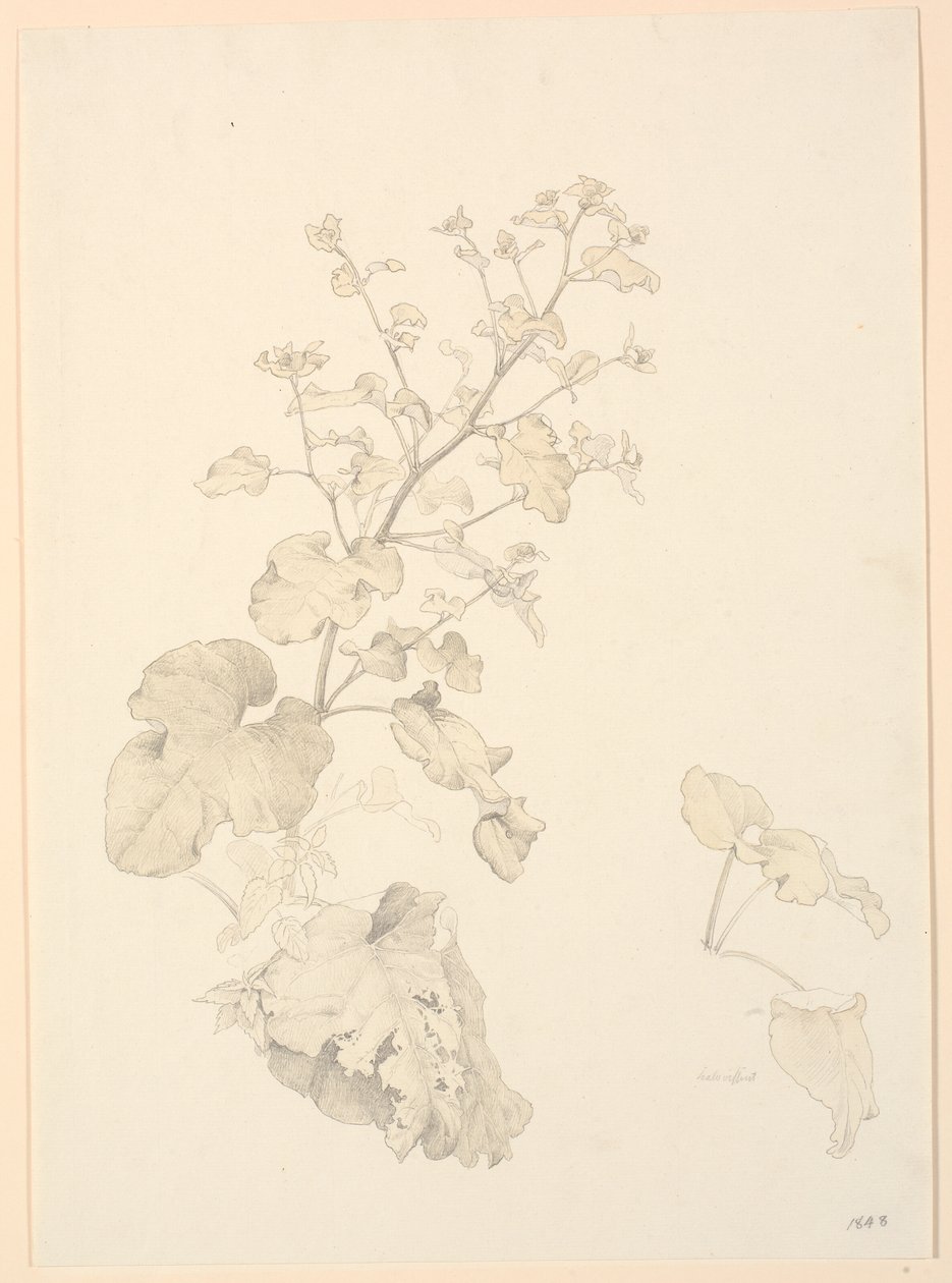 Skräpväxter. av P.C. Skovgaard