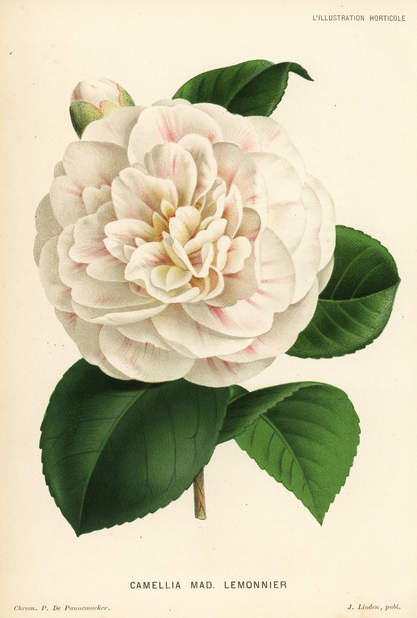Camellia hybrid, Madame Lemonnier, Camellia japonica. Kromolitografi av P. de Pannemaeker från Jean Lindens l