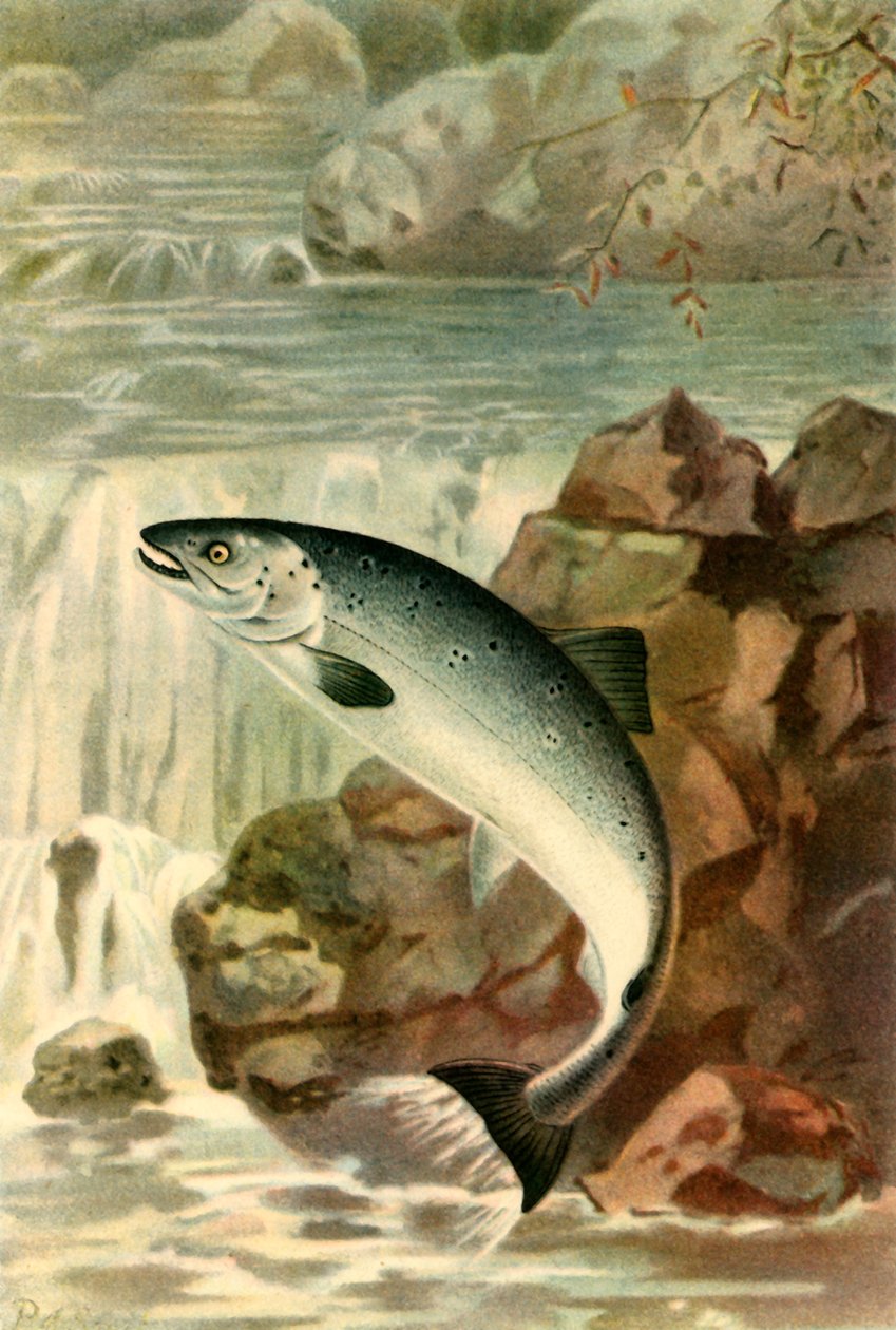 "Ett laxsprång", 1895, 1943. av P. J. Smit