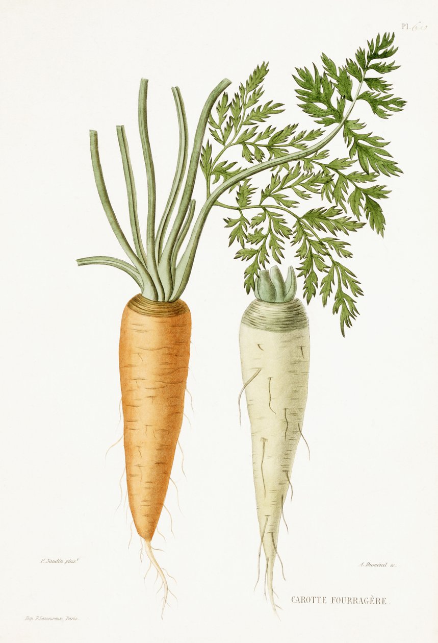 Morot, 1857 av P Naudin