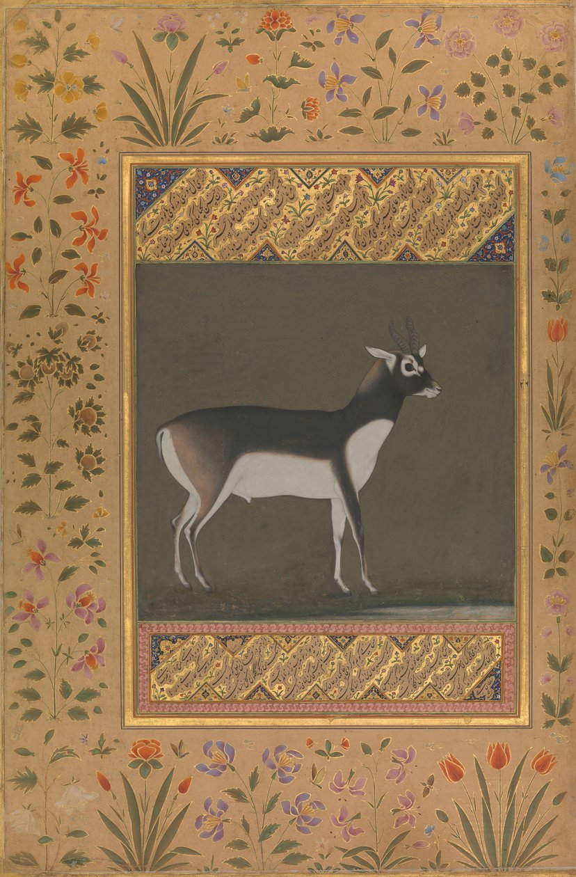 Black Buck, Folio från Shah Jahan Album, recto: ca. 1615-20, tergo: ca. 1530-50. av Painting attributed to Manohar