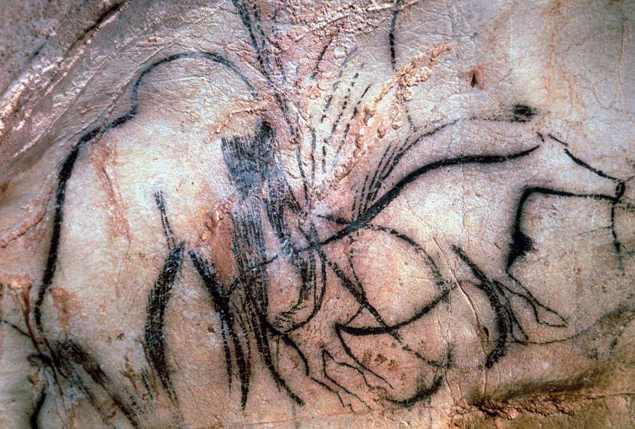 Målningar föreställande mammut och boskap, från mammutkapellet (grottmålning) av Paleolithic Paleolithic