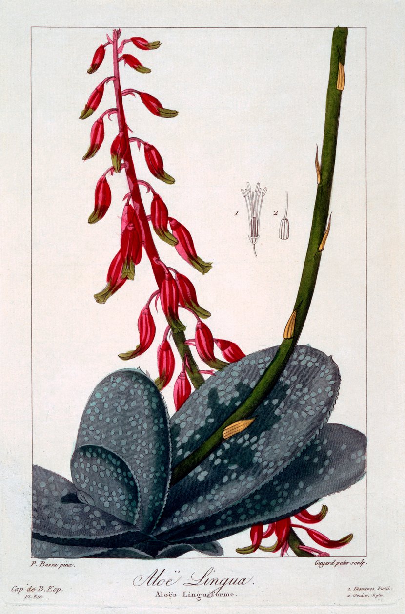 Aloe Tongue, pub. 1836. av Panacre Bessa