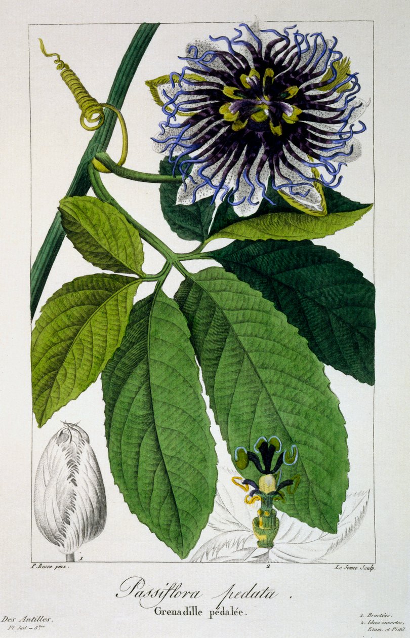 Passiflora pedata eller passionsblomma, pub. 1836. av Panacre Bessa