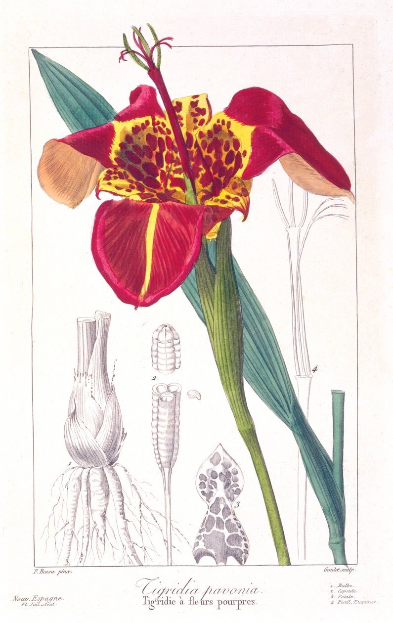 Tigerblomma eller påfågelblomma, pub. 1836. av Panacre Bessa