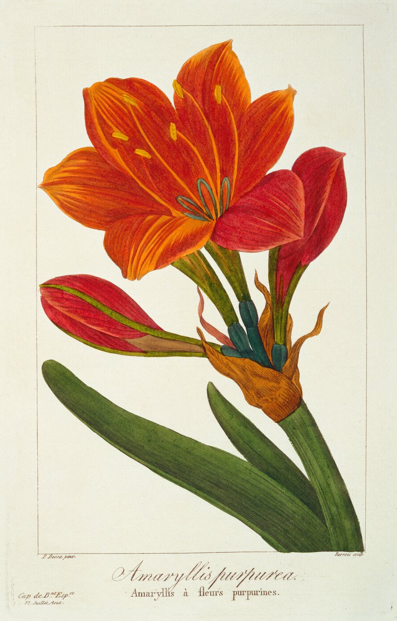 Amaryllis purpurea, 1836 (handkolorerad gravyr) av Pancrace Bessa