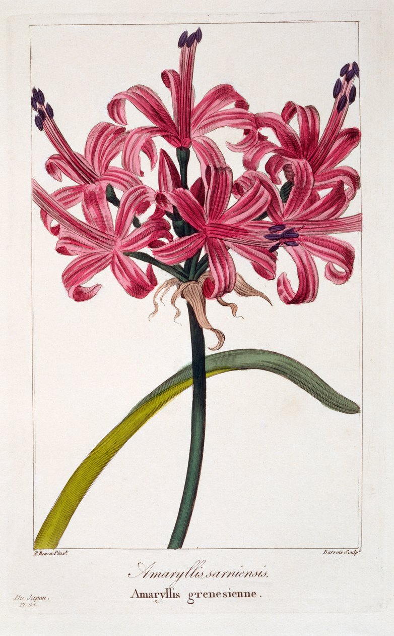Amaryllis sarniensis, 1836 (handkolorerad gravyr) av Pancrace Bessa