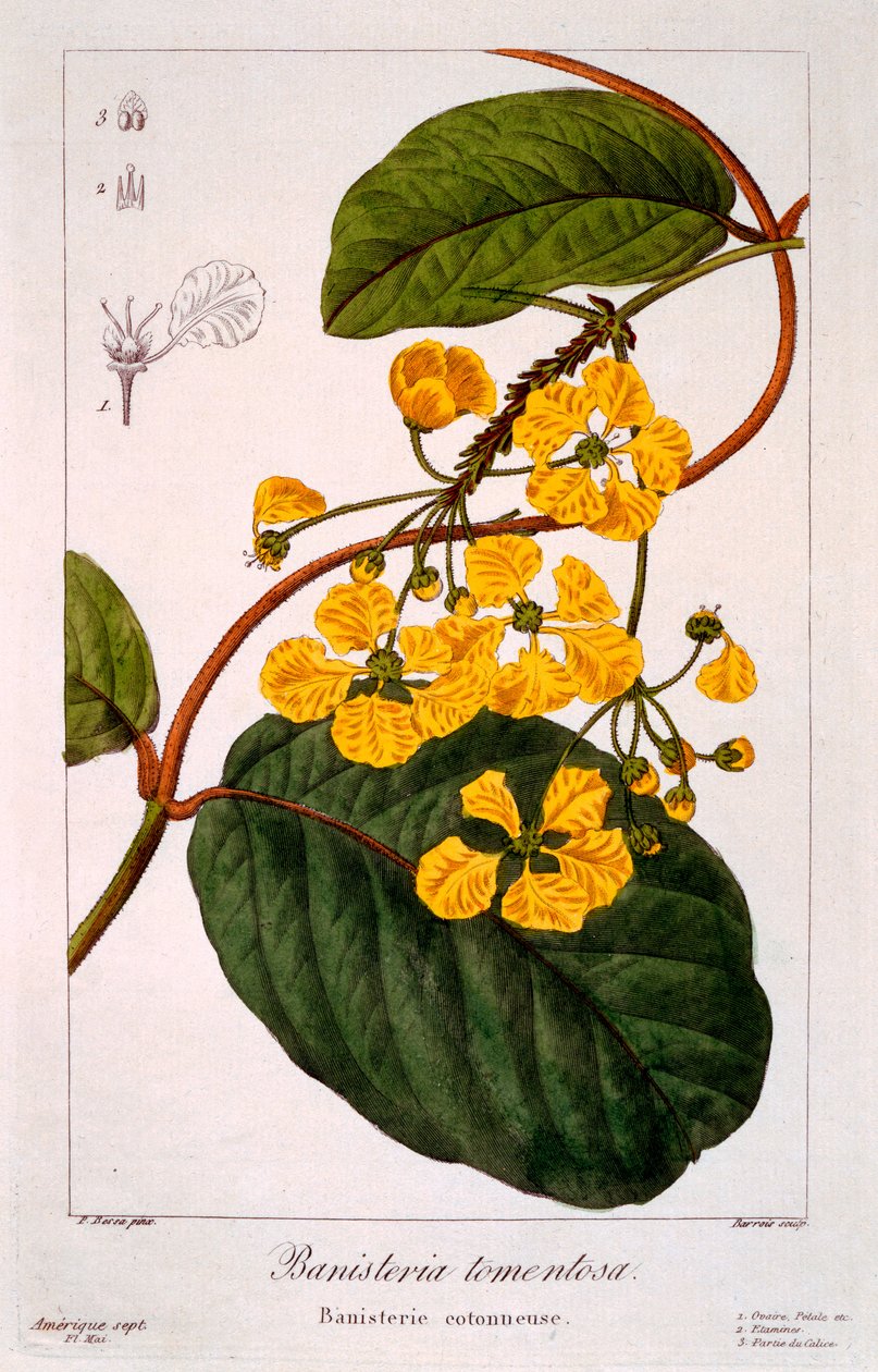 Banisteria tomentosa, 1836 (handfärgad gravyr) av Pancrace Bessa