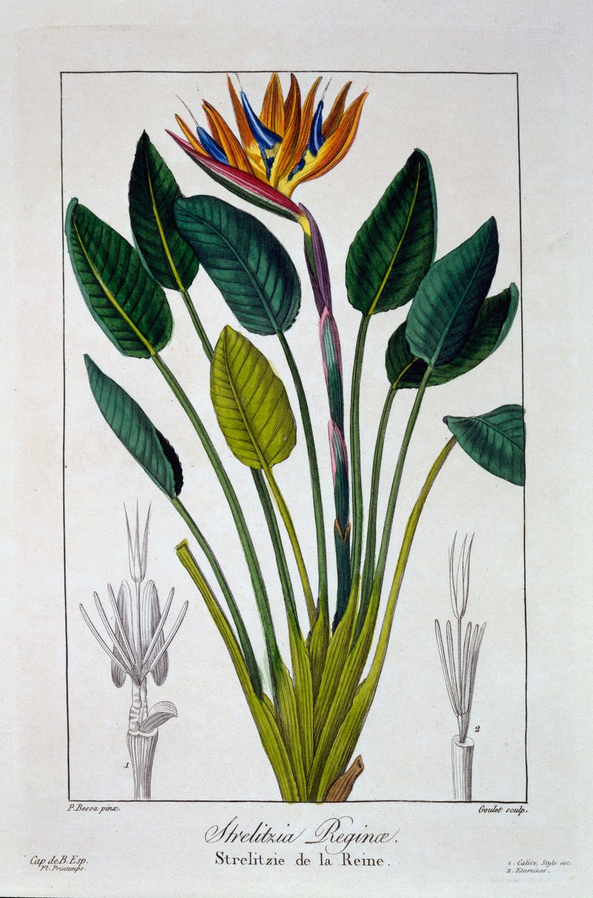 Paradisfågel eller tranblomma, 1836 (handfärgad gravyr) av Pancrace Bessa