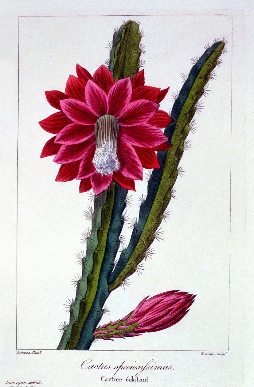 Cactus, 1836 (handfärgad gravyr) av Pancrace Bessa