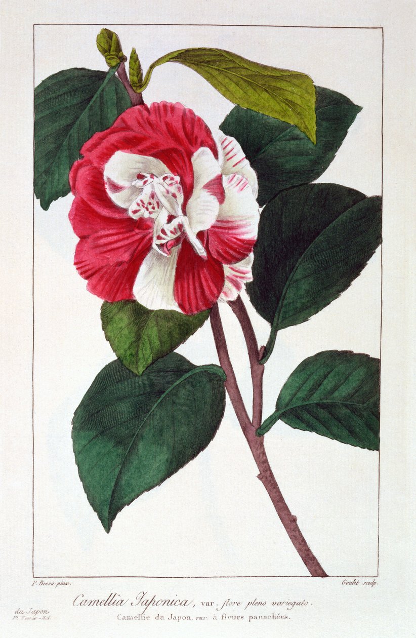 Camellia japonica, 1836 (handkolorerad gravyr) av Pancrace Bessa