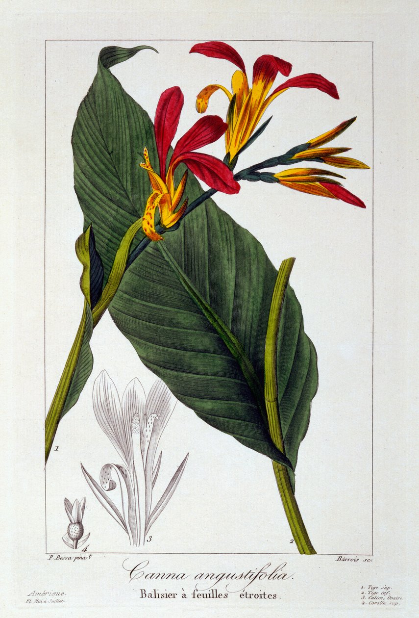 Canna eller Indian Shot Flower, 1836 (handfärgad gravyr) av Pancrace Bessa
